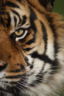 Tiger's Eye