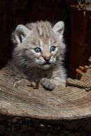 Kitten