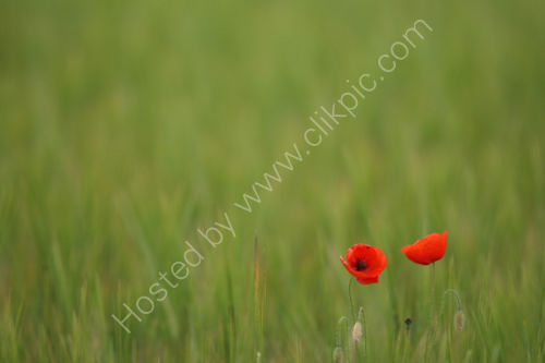 Poppy