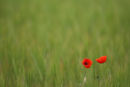 Poppy