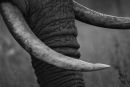 Trunks and Tusk