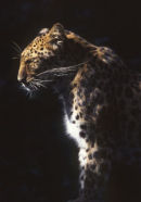 Amur Leopard