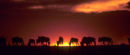 Wildebeest at Sunset Limited Edition Canvas