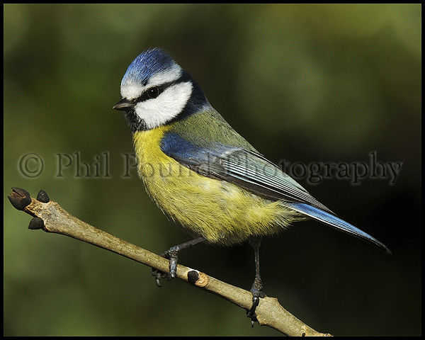 Blue Tit 1545