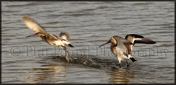 Fighting Black Tailed Godwits 9977