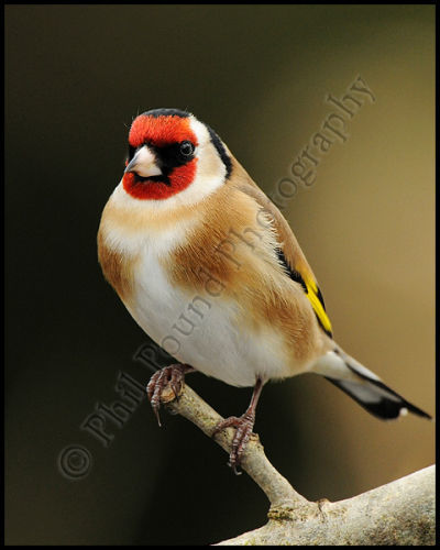 Goldfinch 0480