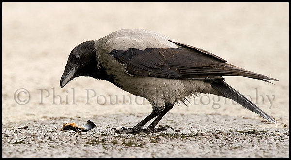 Hooded Crow 5711