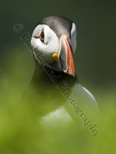 Puffin 9552