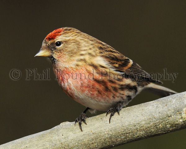 Redpoll 1532