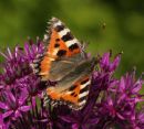 Butterfly 7.5.11