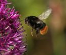 Bee in Flight