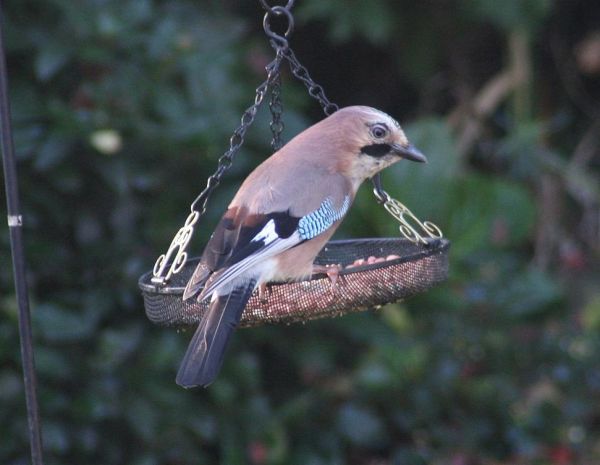 Jay on swing