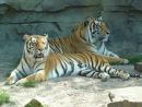 Tigers