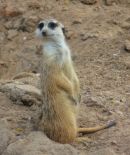 Meerkat
