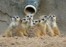 Baby Meerkats