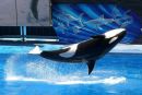 Killer Whale