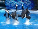 Killer Whales