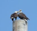 Bald Eagles