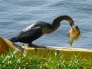 Cormorant with breakfast