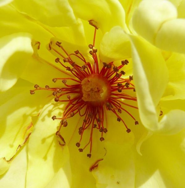 Flower Close Up (2)