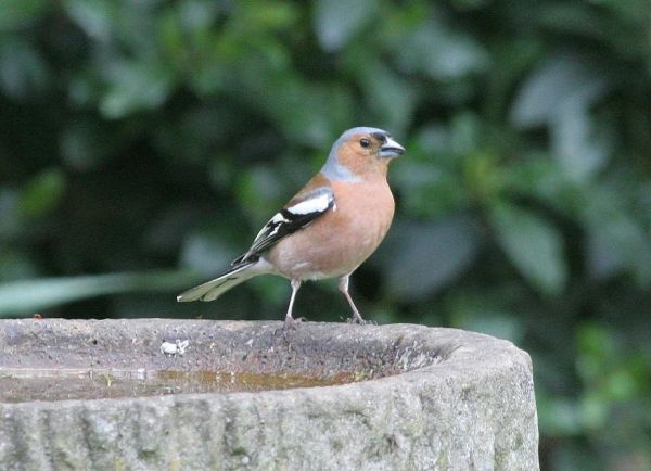 Chaffinch