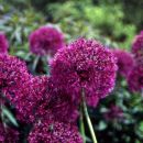 Allium 