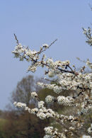 Blossoms