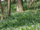 Bluebell carpet