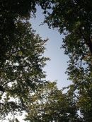 Canopy