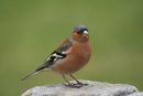 Chaffinch