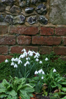 Snowdrops by a Wall