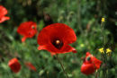 Poppies