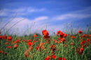 Poppy Field