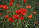 Lest we forget...