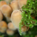 Mushrooms
