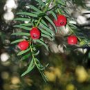 Red Berries