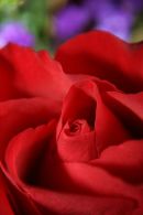 Rose (colour)