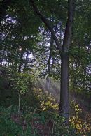 Sun Dappled