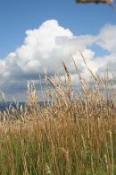 Tall Grass