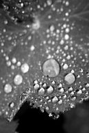 Water Droplets 1