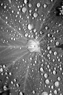 Water Droplets 2
