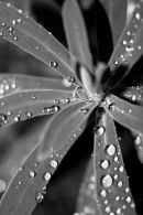 Water Droplets 3
