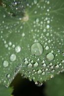 Water Droplets
