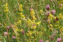 Wild Flower Meadow