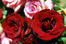 Roses are red... And Pink