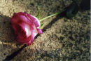Fallen Rose