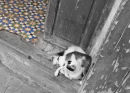 Catnap 001