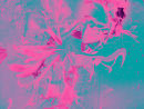 Fragmented Flower