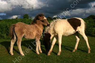 Ponies On Plasterdown