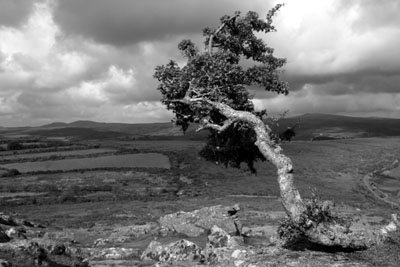 Hawthorn At Sharptor, Dartmoor